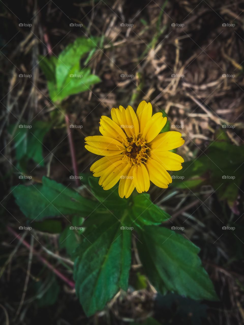 Postcard of yellow flower