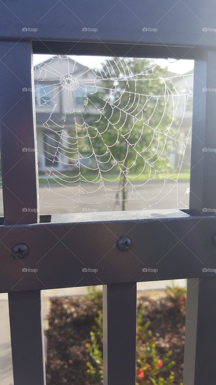 spider web
