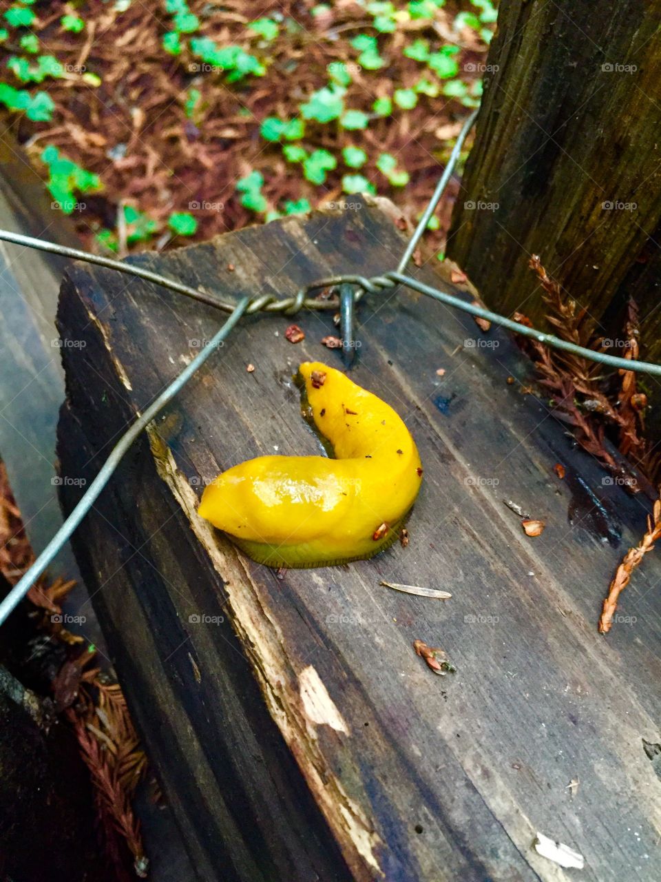 Banana slug