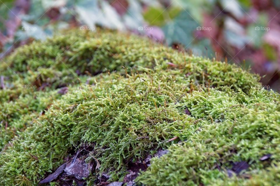 green moss on tree trunk