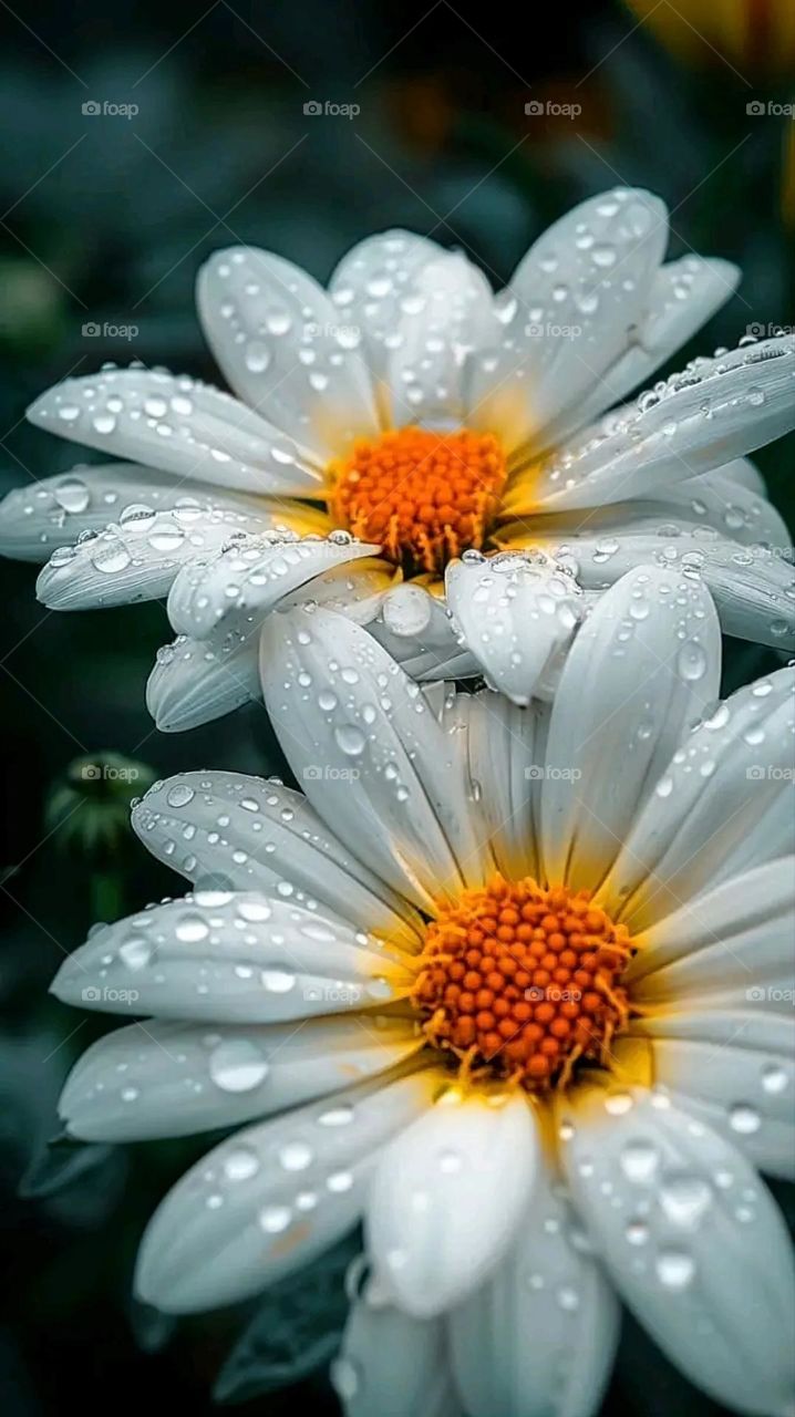 A very beautiful picture, and there is no better picture than it. There is no better picture of green herbs and colorful, red and white roses than it. Glory be to God, the natural and picturesque view, and there is no more wonderful picture than it.