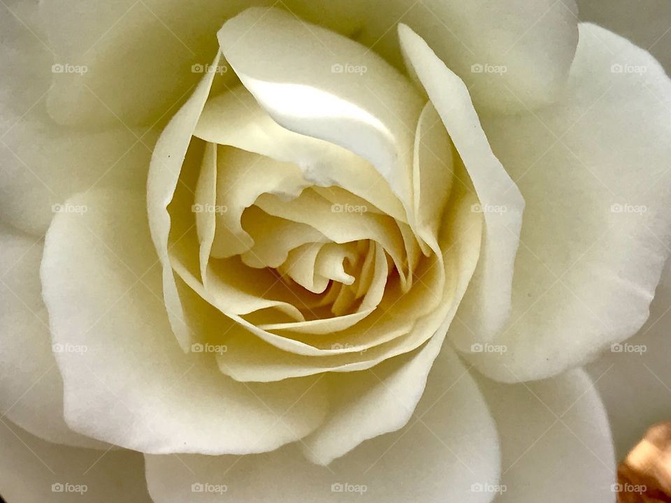 Close up white rose