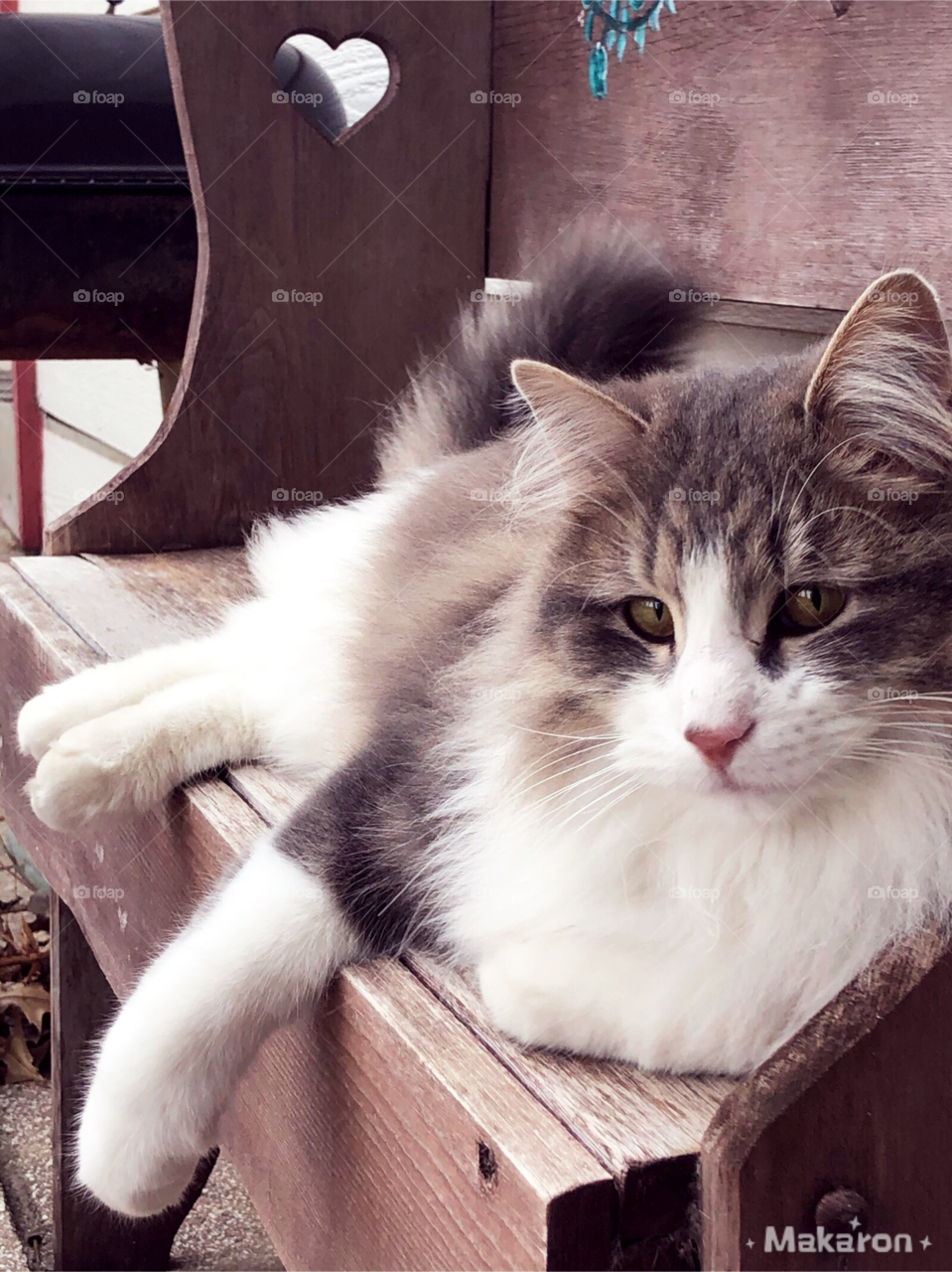 Cute cat relaxed on a bench