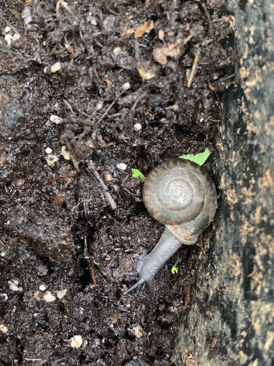 Snail in garden