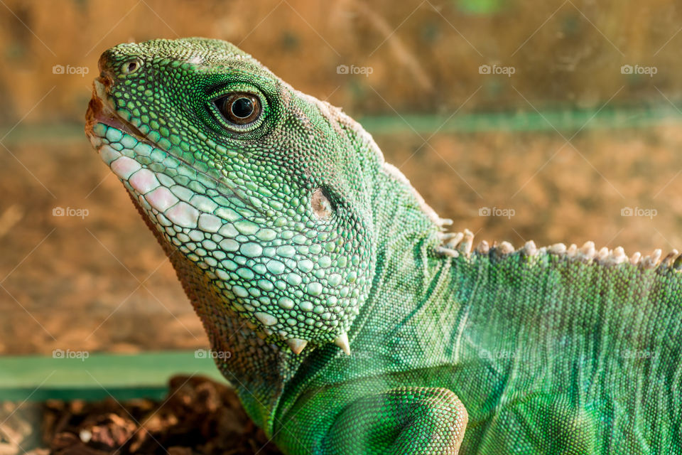 iguana