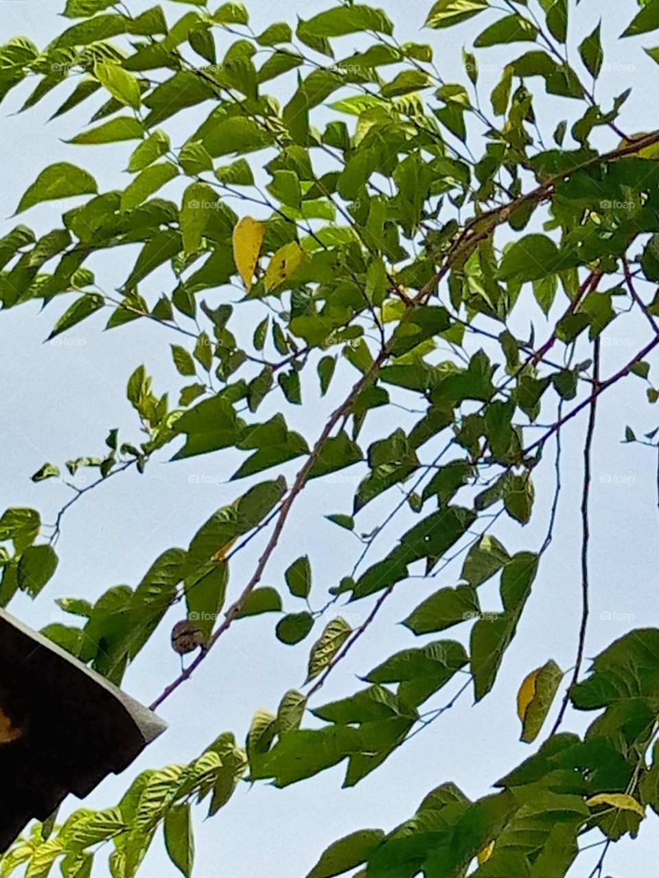 hidding on the trees