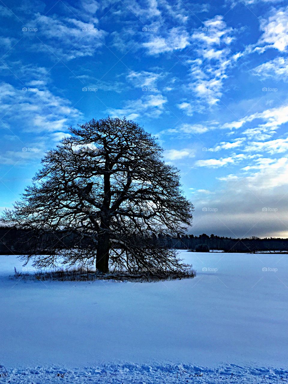 The big tree!