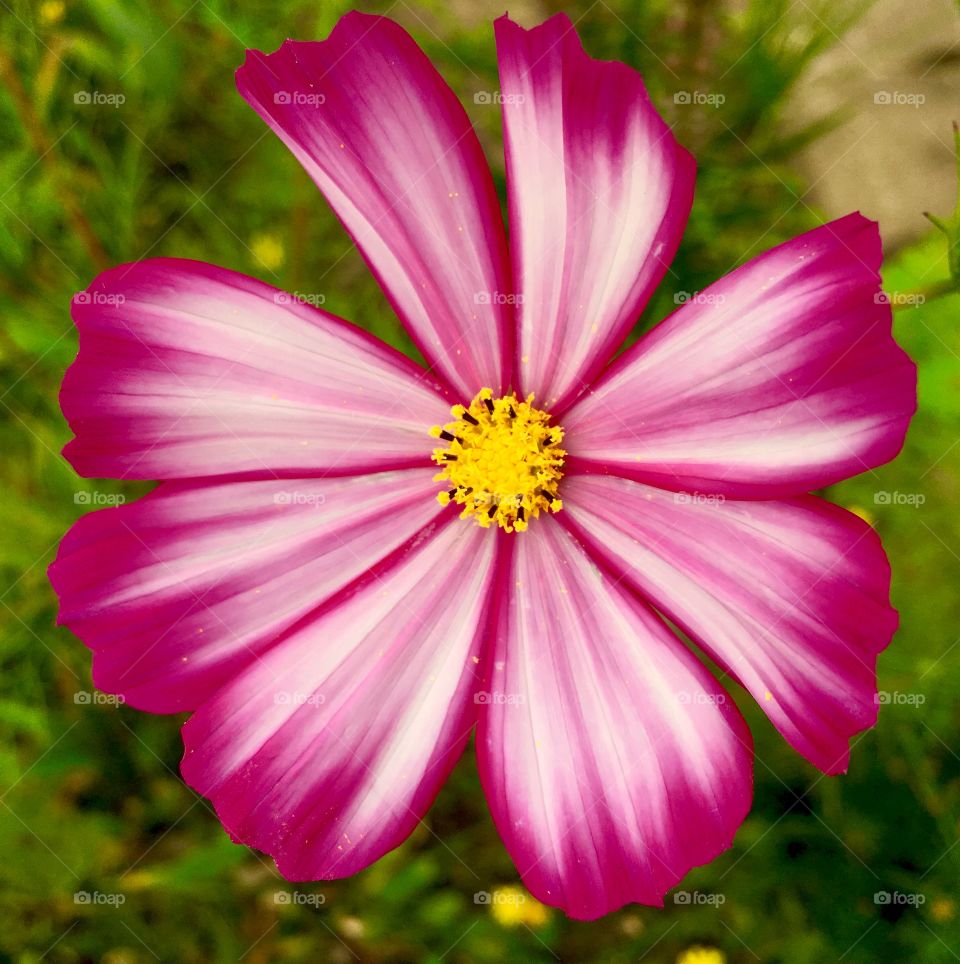 Cosmos flower