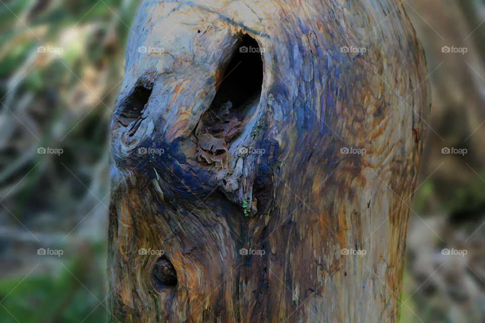 A creepy face in an old tree made more intense with some desktop tools which enhanced the texture and colours of the wood. 😱