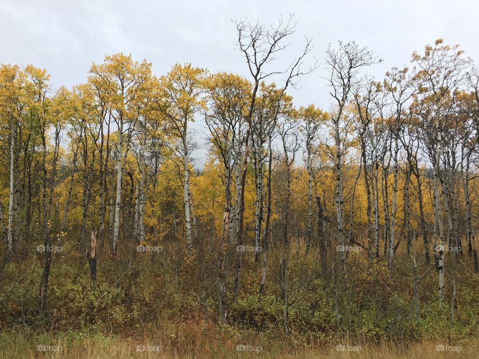 Birch trees in Glacier National Park.