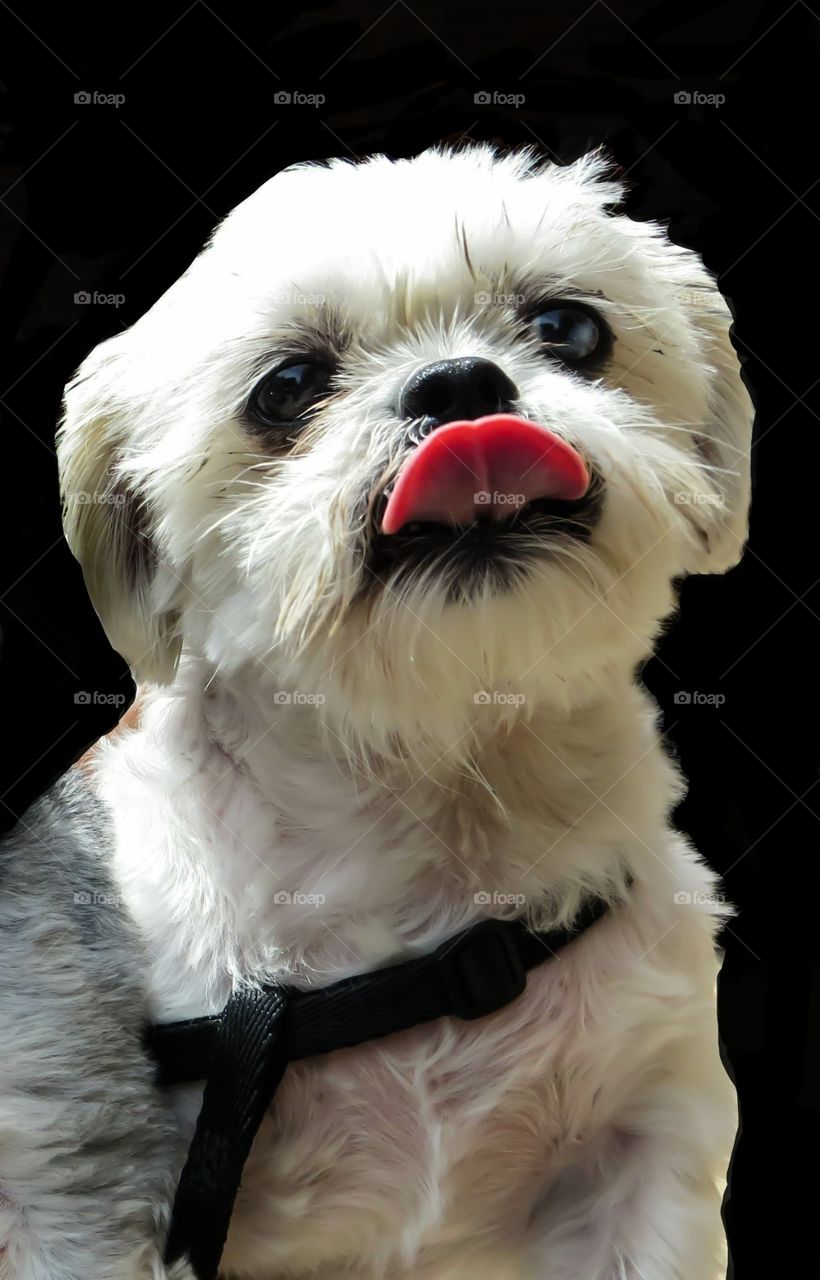 White Shih Tzu Dog Sticking Her Tongue Out