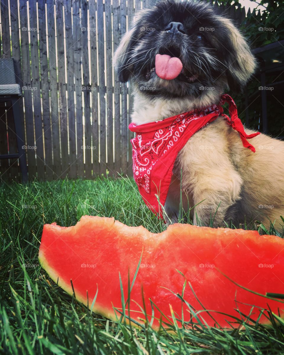 Summer Pup