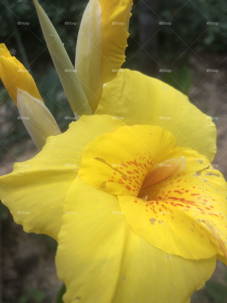 Yellow canna lily 