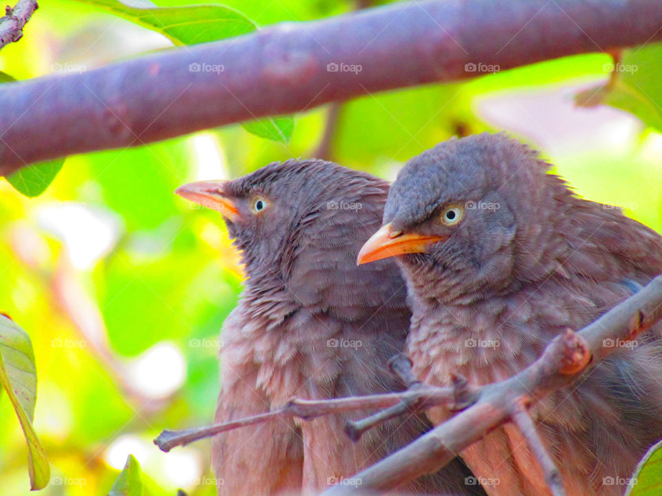 Jungle babbler bird or (Turdoides striata) or beautiful seven sisters or angry bird