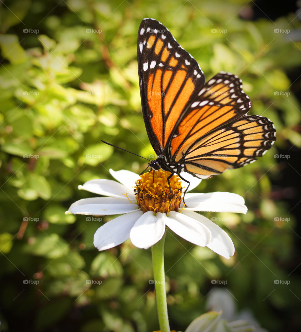 Monarch butterfly pollinating on flower