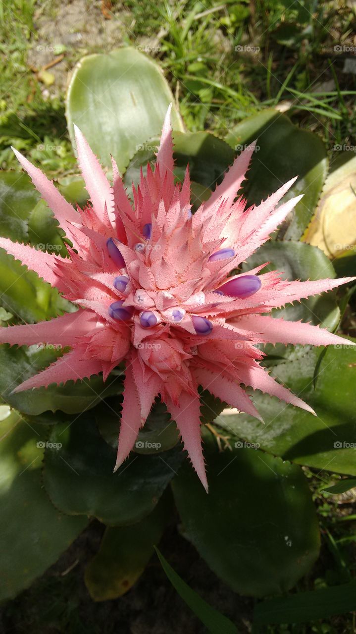 flor exótica da flora brasileira