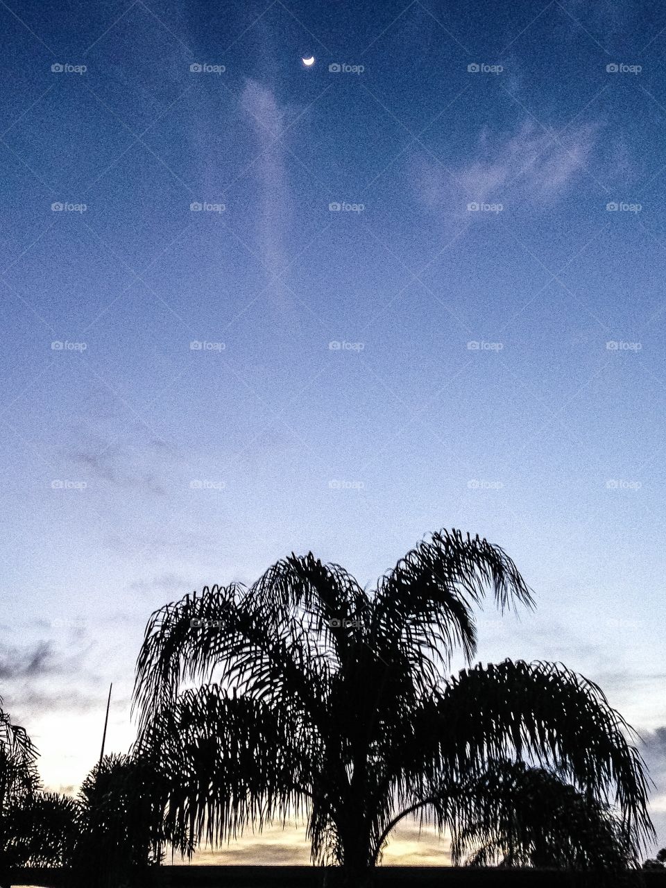 Moon and Palm