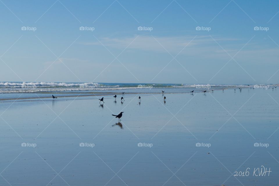 Morning Ocean Beach walk with the Birds