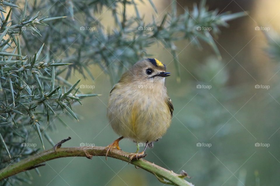 Goldcrest 