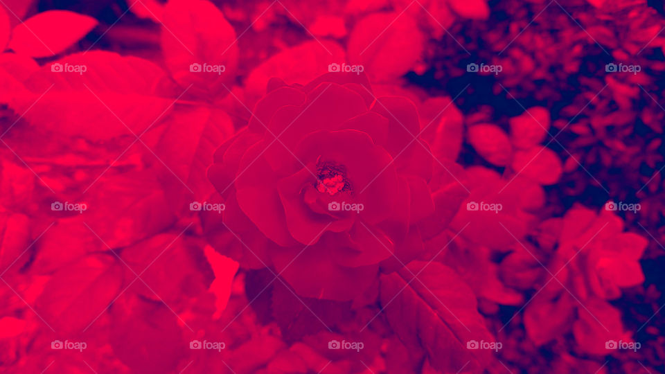 Background, plano de fundo.