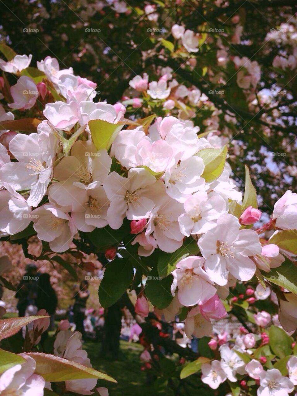 Spring, bloom, flower, beautiful, view