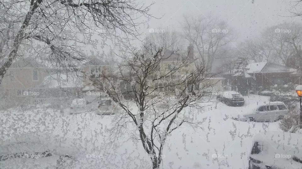 Winter, Snow, Frost, Cold, Frozen