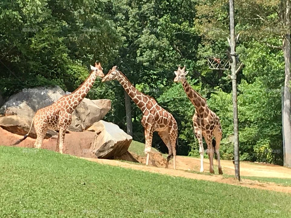 Giraffe at NC Zoo 