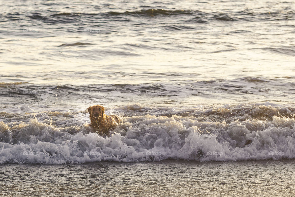 Jaque, a belgian shepherd, taking a dip in the sea