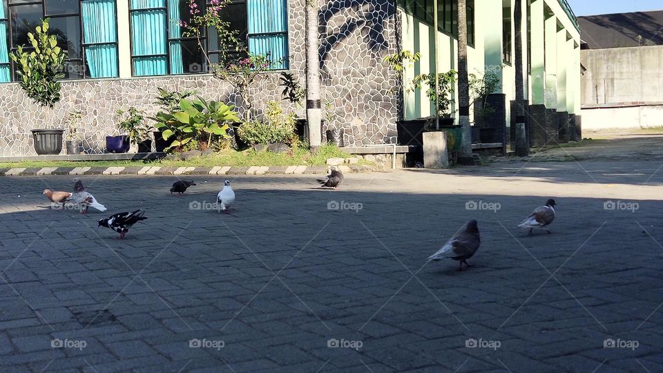 burung Merpati tidak terbang