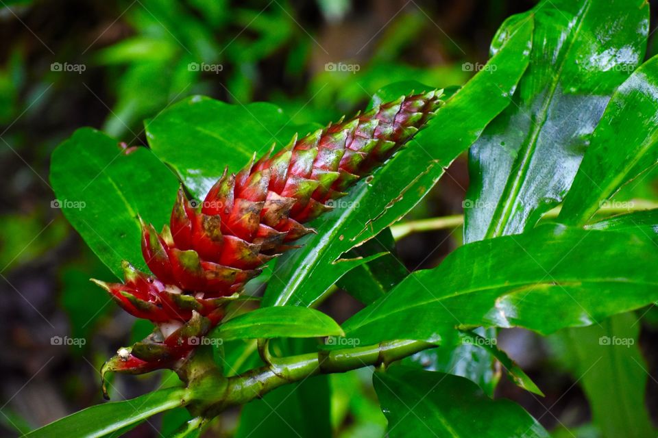 Torch ginger in bloom - incredible colors