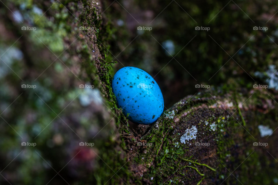 blue easter egg hidden in a tree closeup