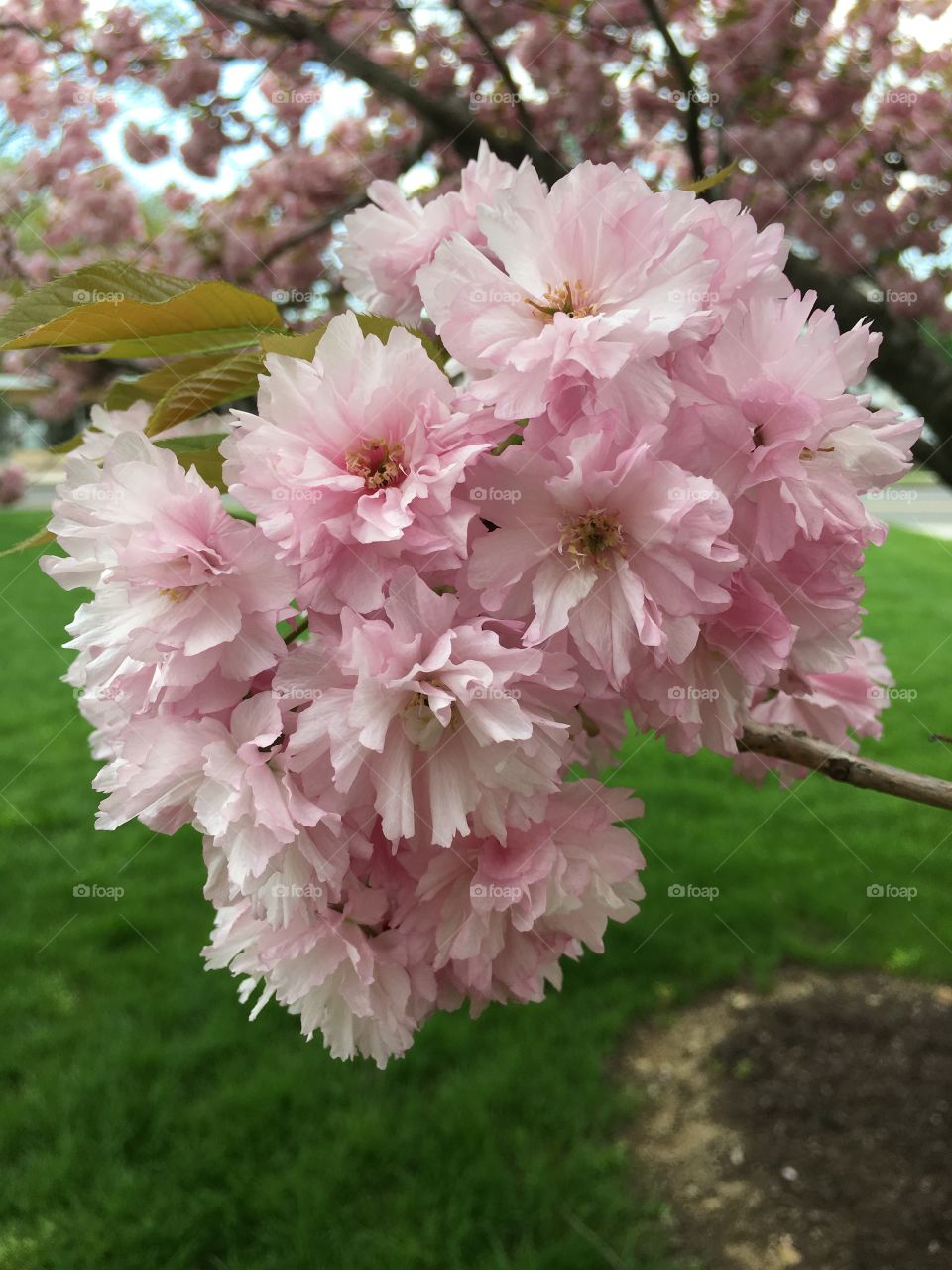 Japanese ornamental cherry 