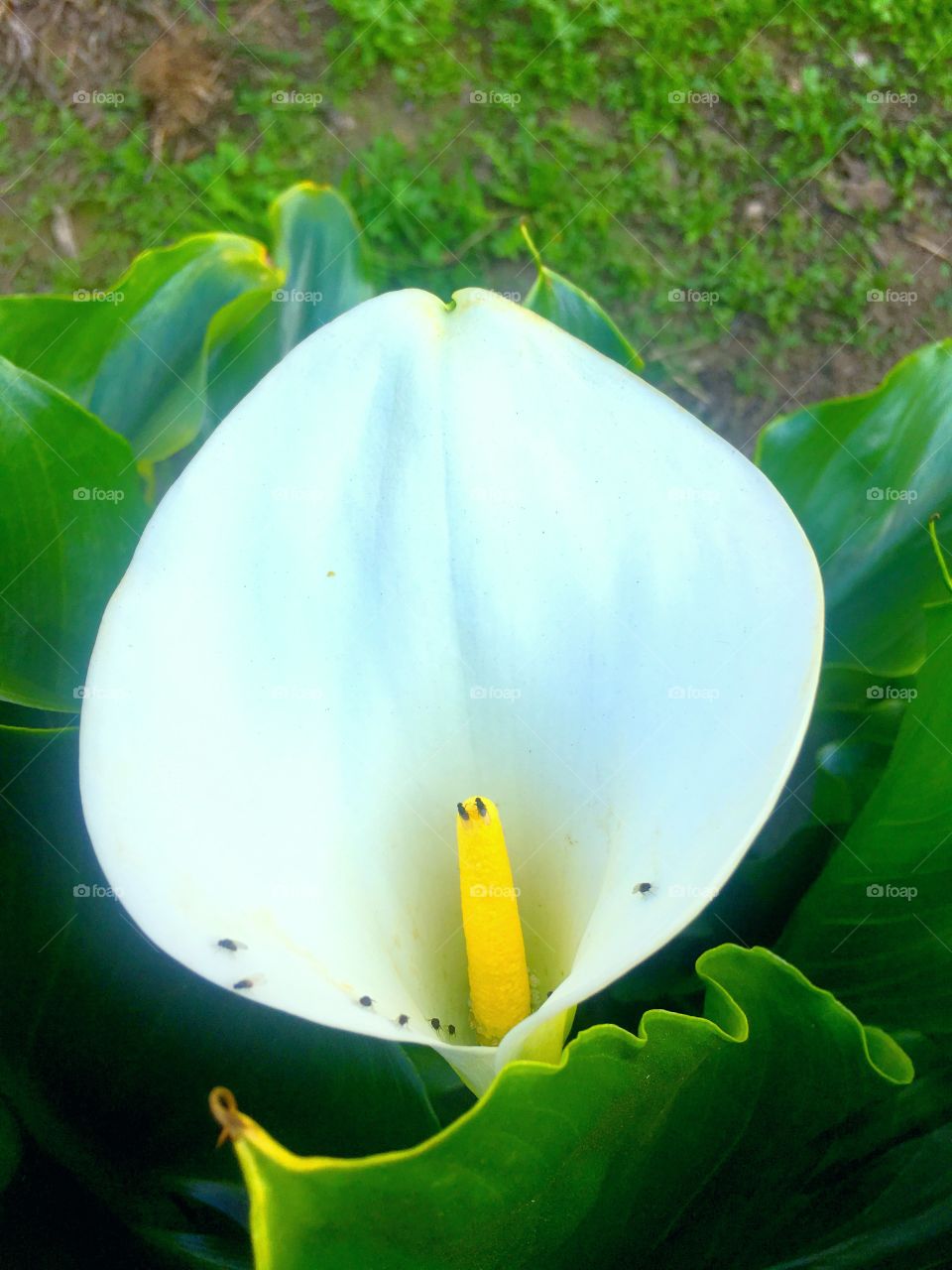 Ermosa flor blanca