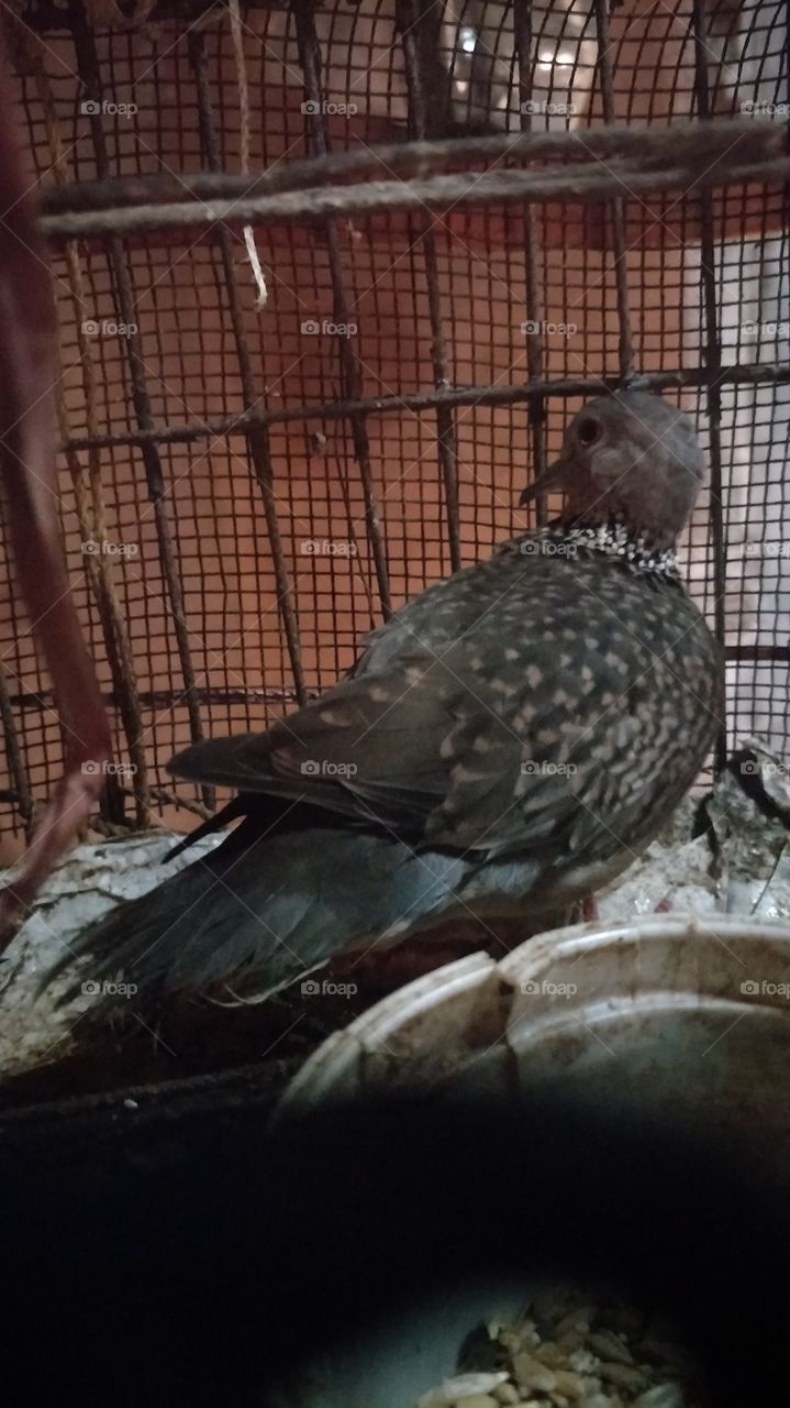 Bird in india