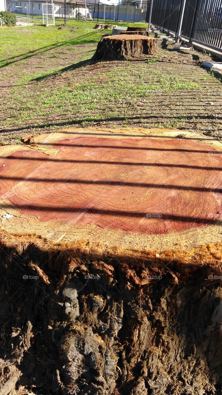 No Person, Outdoors, Nature, Wood, Architecture