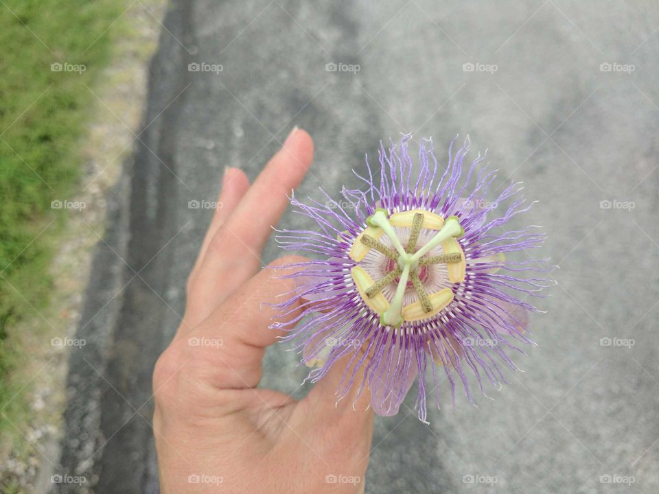 passion flower