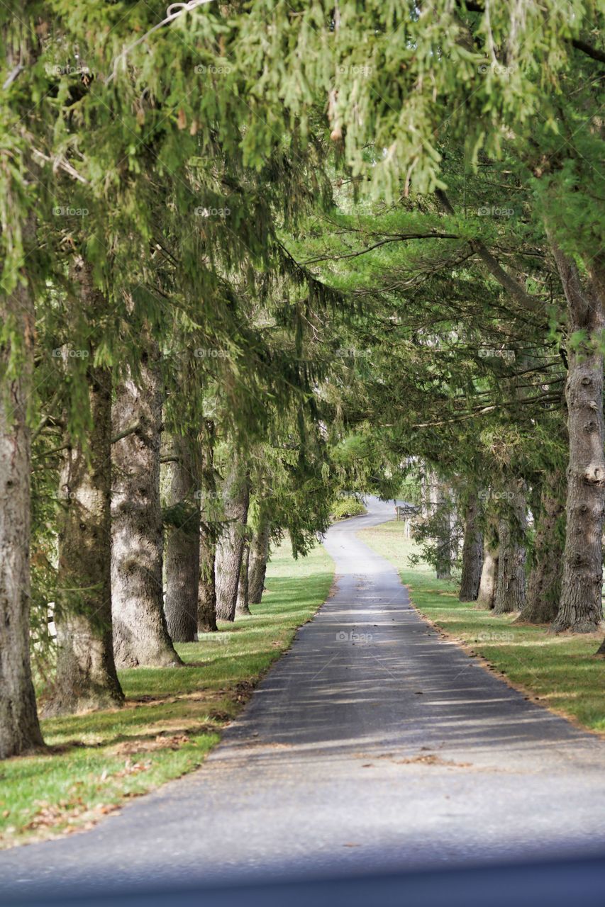 passing between trees