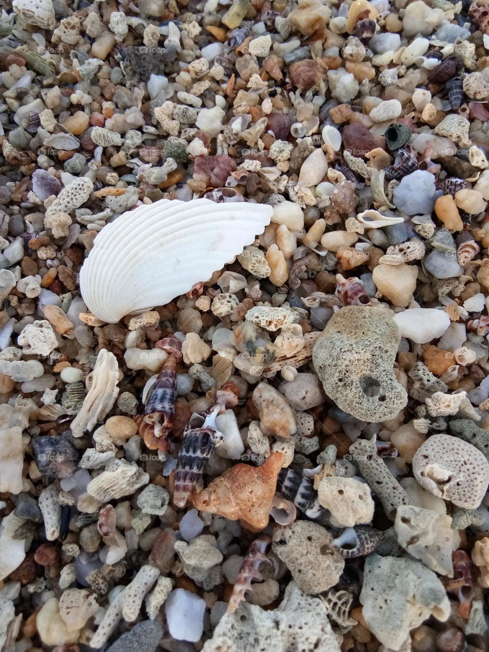 Shell on the beach in the morning is beauty in Nature
