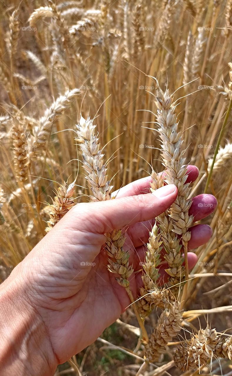 ripe grain field and female hand harvest