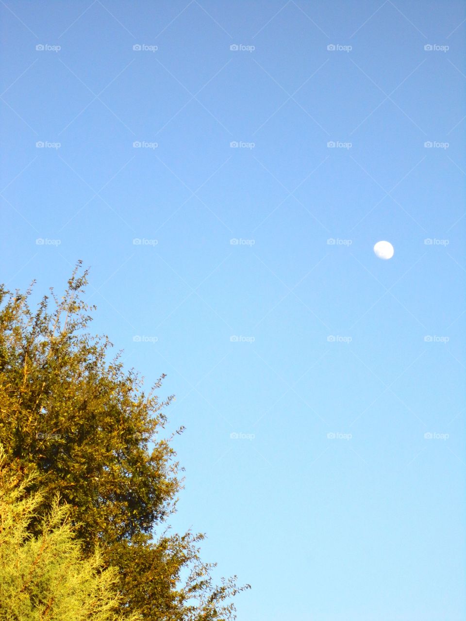 Daytime moon 