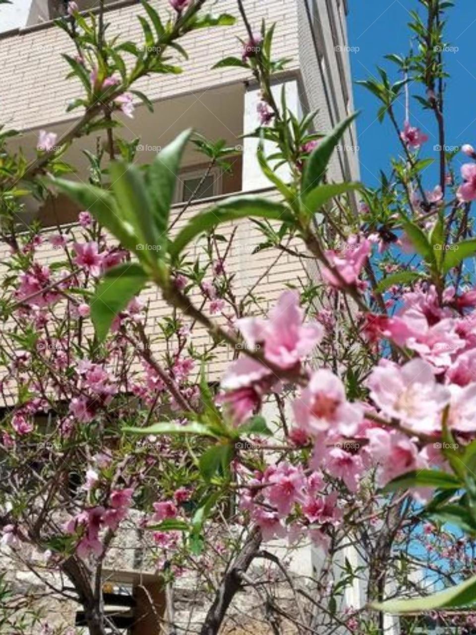 Beautiful spring flowers