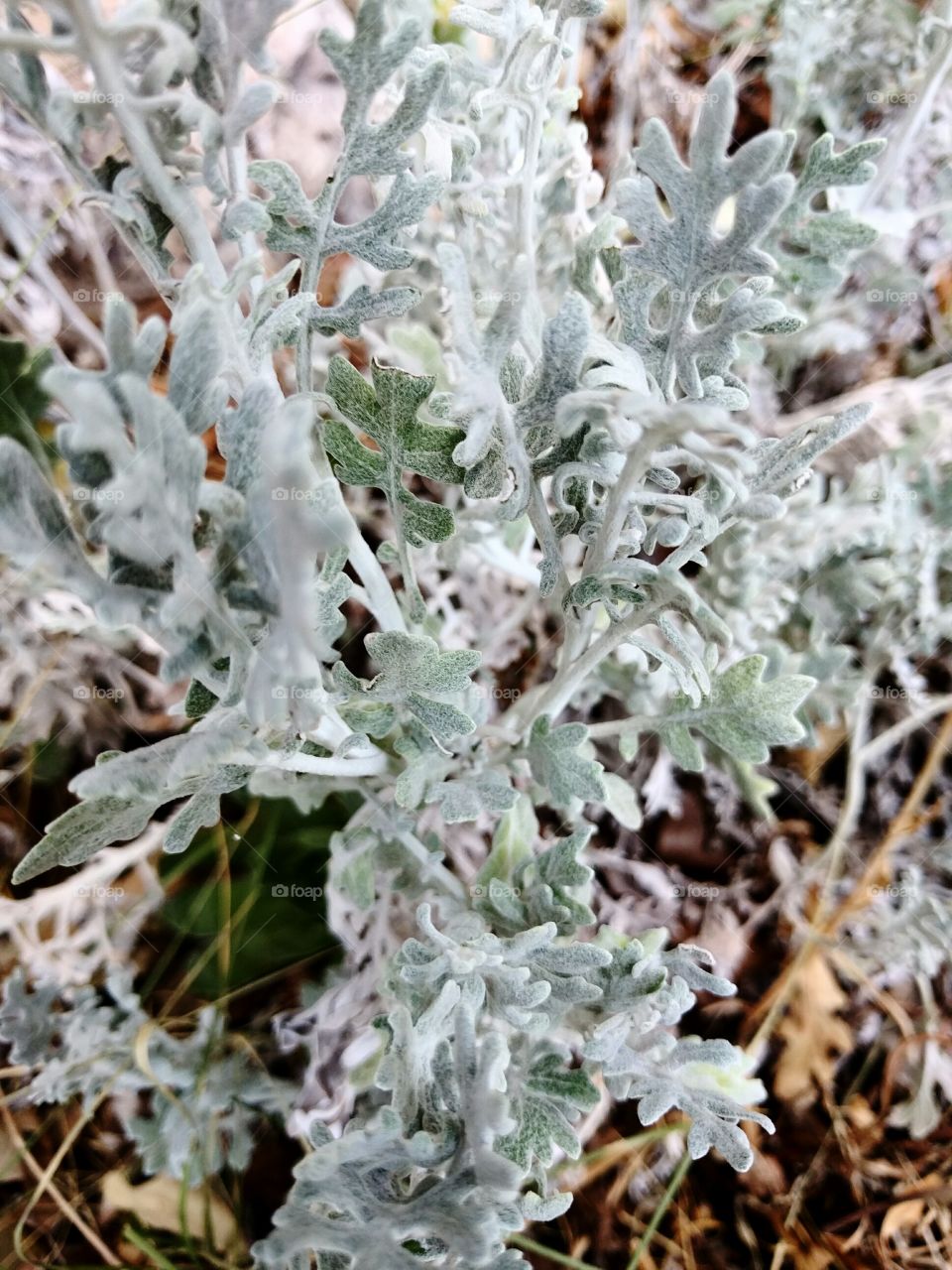 Dusty Miller Close-up