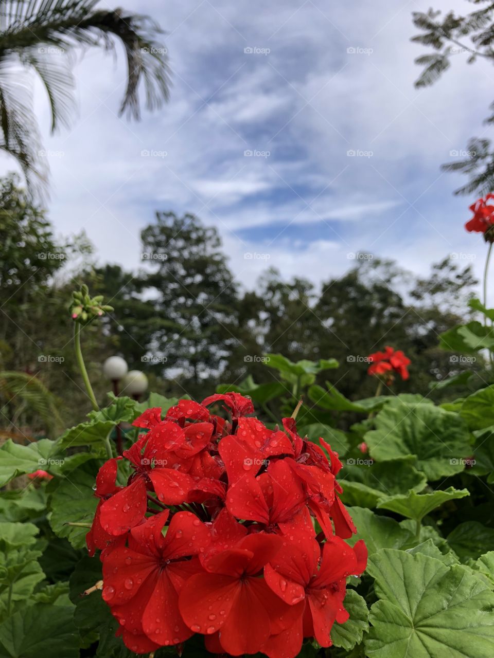 Red pelargonium with early dew in a tropical garden in the morning 