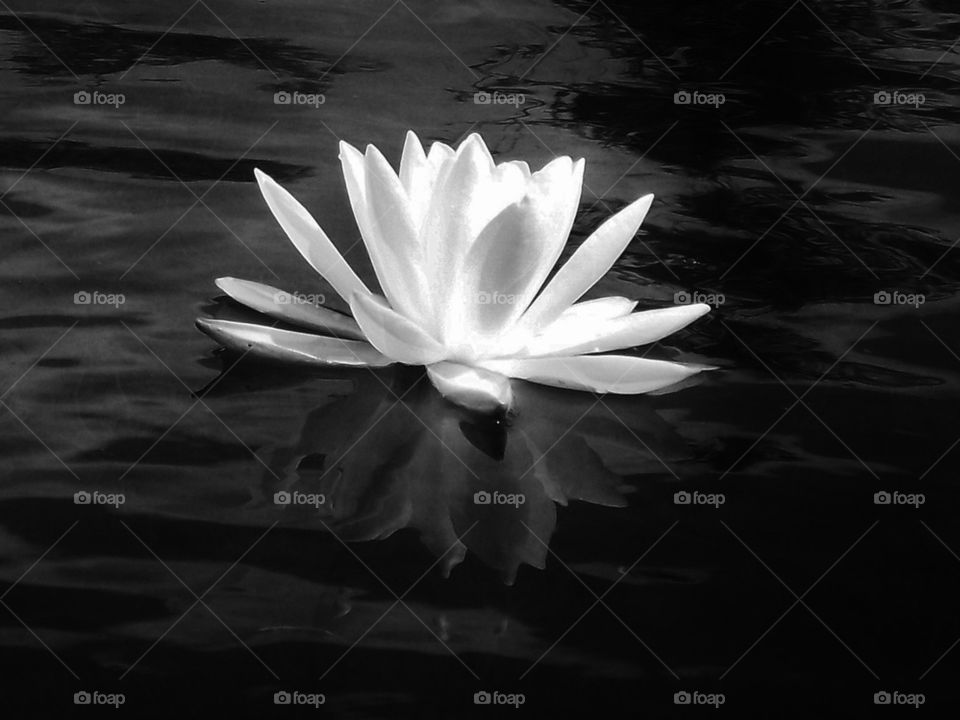 Water Lilly