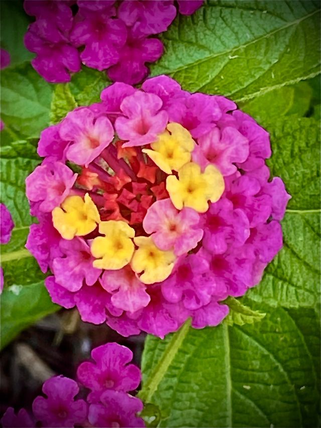 Pink and Yellow Flower