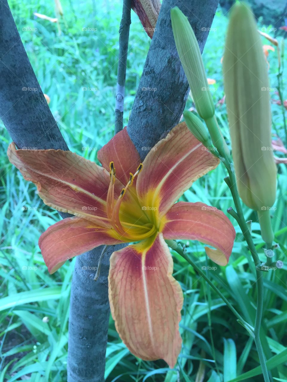 Orange lily