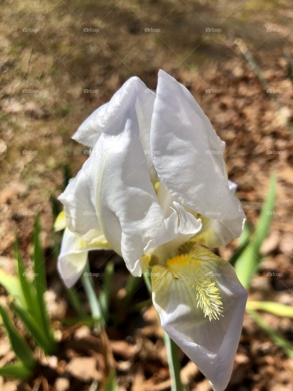 First iris of spring 