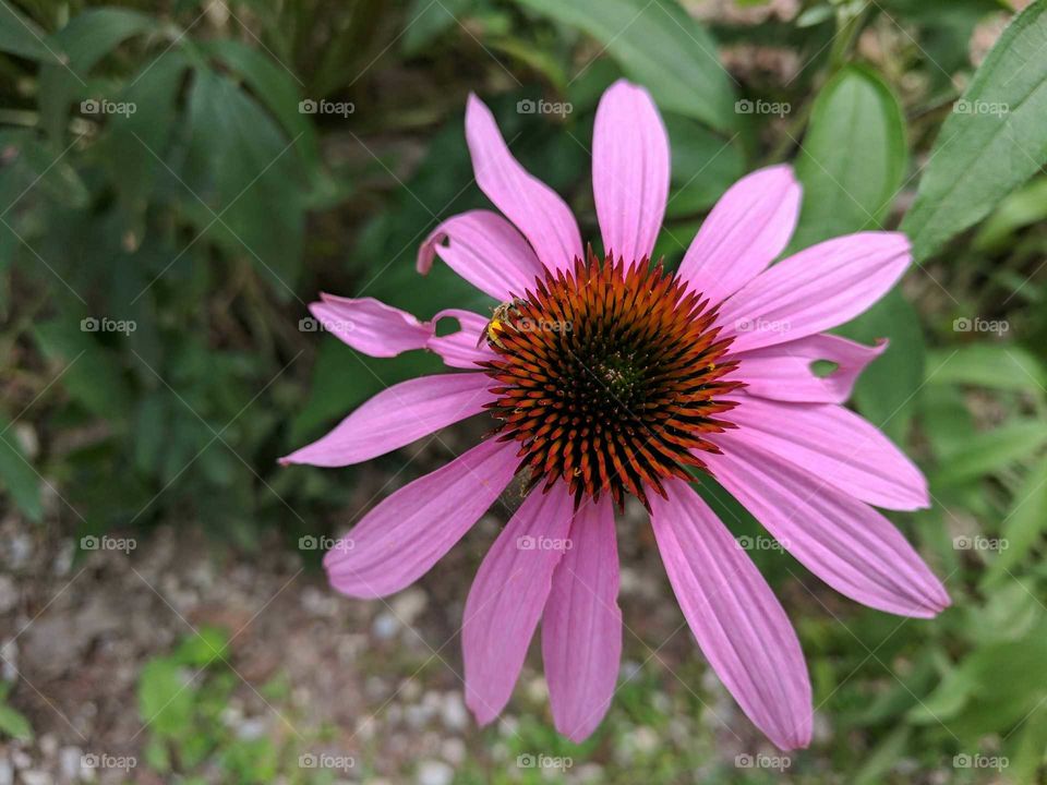 Purple flower