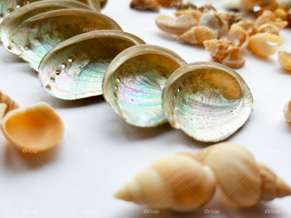 Collection of shells on white background