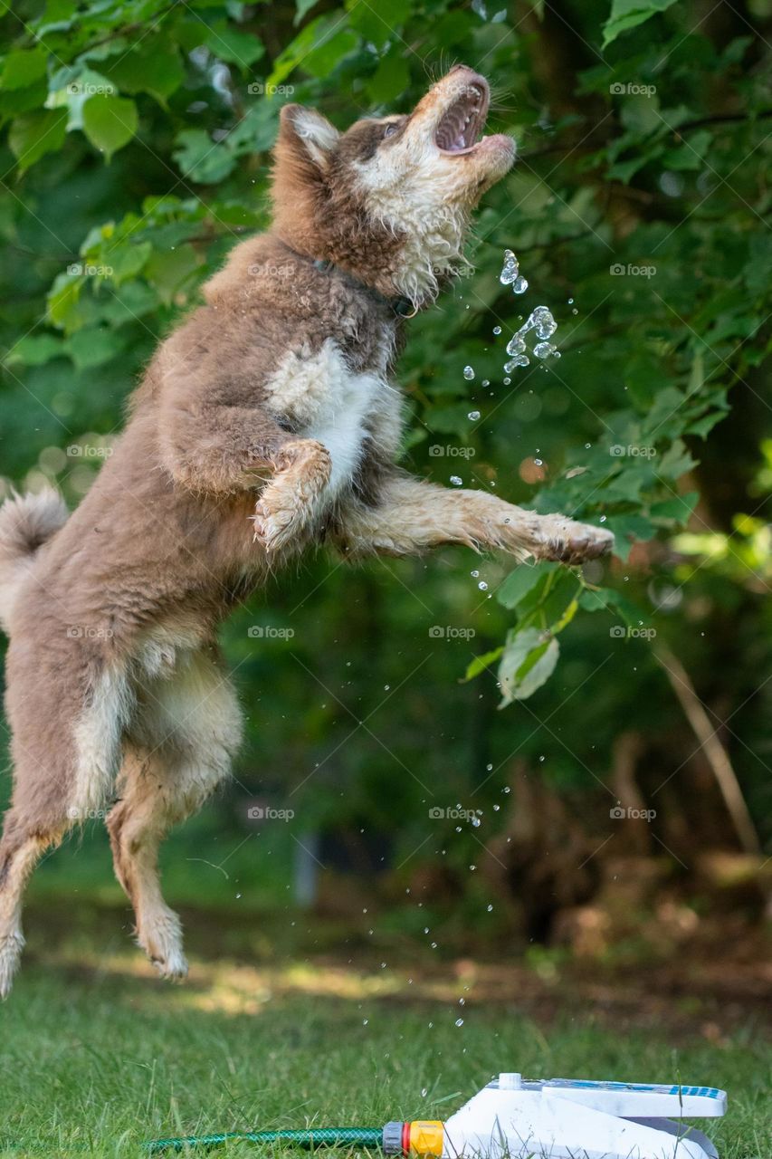 Action shot of dog jumping for water 